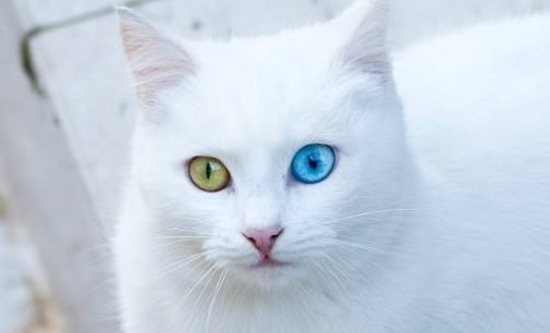 Gatos de Van salvos da extinção