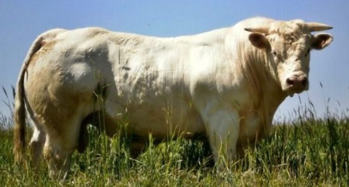 Brasil exportará lote de gado vivo para Turquia