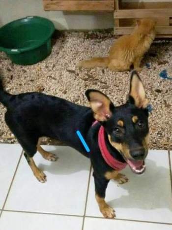ninha-turquinha-cachorra-cadela-turquia-brasil-ruas-adotada-gato