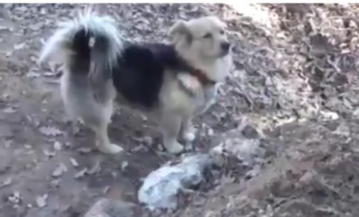Cachorro faz visitas diárias ao túmulo do tutor na Turquia
