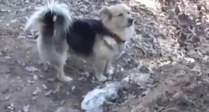 Cachorro faz visitas diárias ao túmulo do tutor na Turquia
