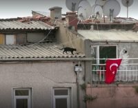 Estreia no Brasil o filme turco ” Gatos “