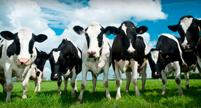 Associação turca “deporta” 40 vacas holandesas em retaliação