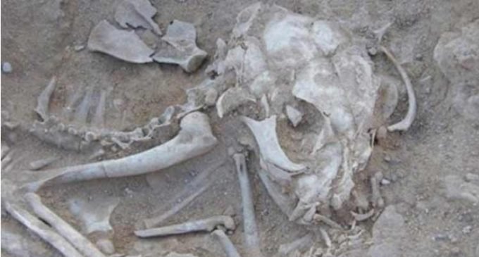 Ancestrais dos gatos domésticos vêm do Egito e da Turquia