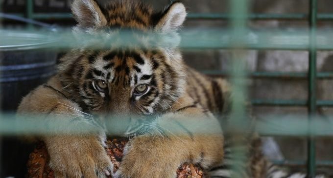 Animais resgatados de zoológico de Aleppo receberão cuidados na Turquia