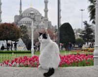 Filme ‘ Gatos ‘ mostra a natureza livre dos felinos em Istambul
