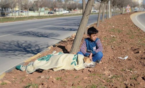 Garoto refugiado conforta cadela atropelada na Turquia até a ajuda chegar