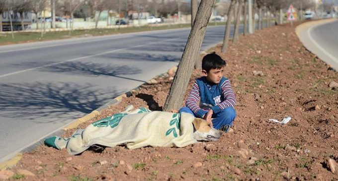 Garoto refugiado conforta cadela atropelada na Turquia até a ajuda chegar