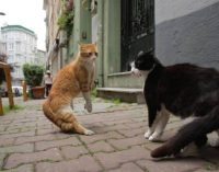 Por que uma cineasta fez um filme sobre os gatos de Istambul