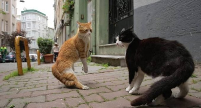 Por que uma cineasta fez um filme sobre os gatos de Istambul