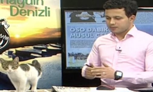 Gatinho rouba a cena em programa ao vivo na Turquia