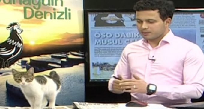 Gatinho rouba a cena em programa ao vivo na Turquia