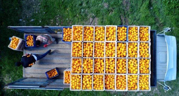 Rússia devolve 370 toneladas de tangerinas da Turquia devido a pragas