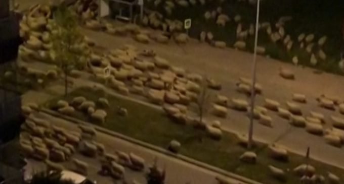 Em isolamento, cidade turca é invadida por… ovelhas
