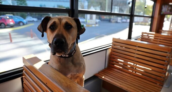 O melhor amigo dos passageiros: Boji, o cão, torna-se uma celebridade na Turquia